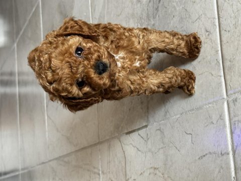 En uygun toy poodle 55 günlük