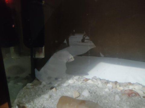 2 adet 5 cm zebra çiklet