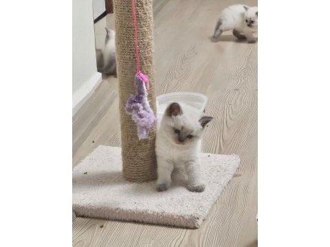 2 aylık cins kediler satılıktır blue point oyuncu kedisi
