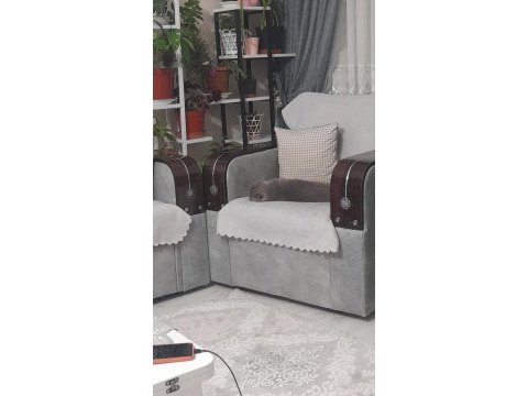 Aşıları tam british shorthair
