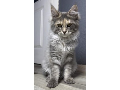 Full şecereli yavru maine coon - dişi