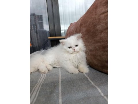 70 günlük british longhair