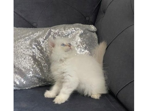 Safkan british longhair erkek