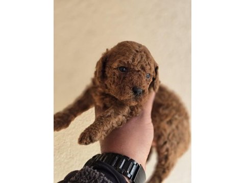 Safkan toy poodle yavruları