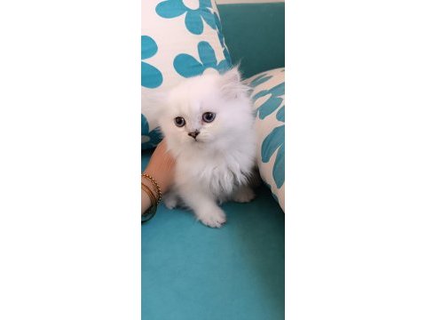 3 aylık maviş dişi british longhair