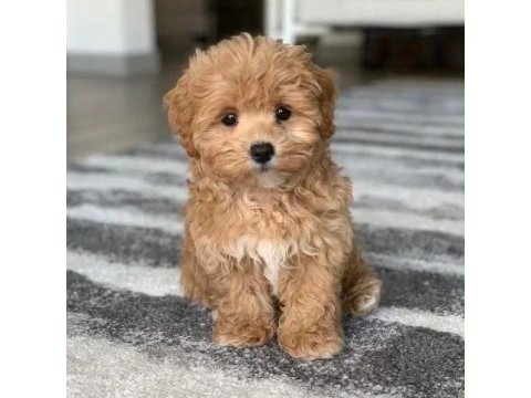 Irk ve sağlık garantili maltipoo yavrularımız