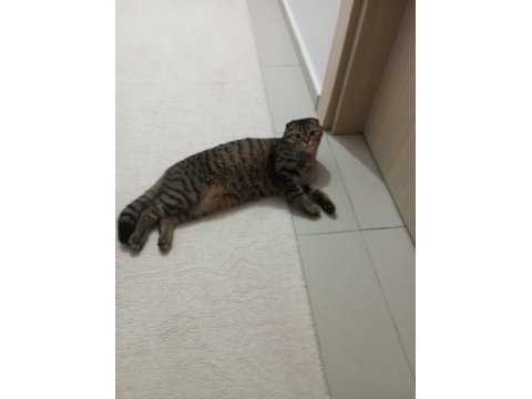 Scottish fold oğlum badem