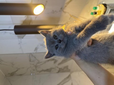 Yavru kedim british shorthair