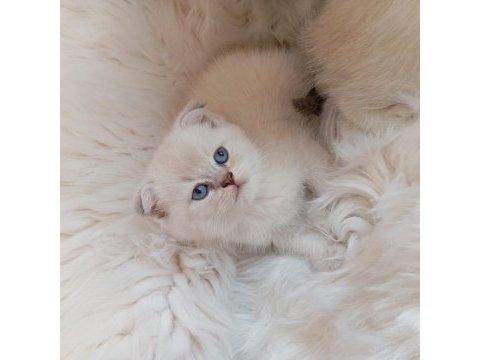 Scottish fold silver