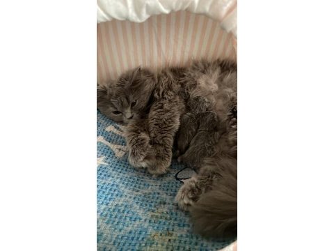Orijinal british shorthair ve longhair