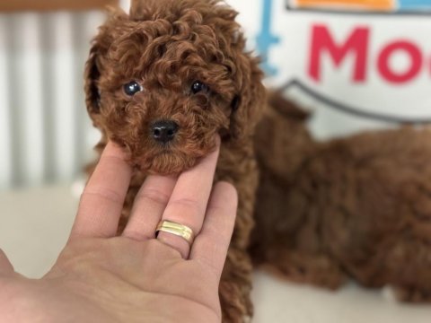 Show kalite kore toy poodle larımız ziyarete açık