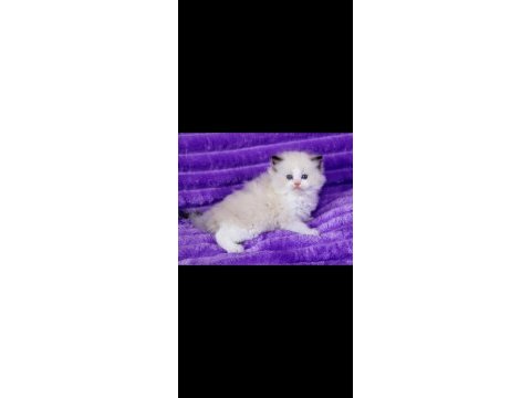 Asil duruşlu ragdoll 