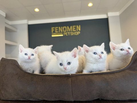 British shorthair yavruları hazır ankara