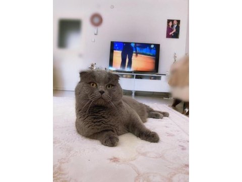 British shorthair scottish fold 2 aylık yavrular