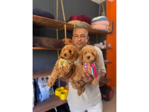 Mükemmel kalitede poodle bebeklerimiz