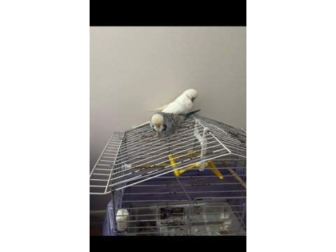 Hazır jumbo teksas evcil muhabbet kuşu