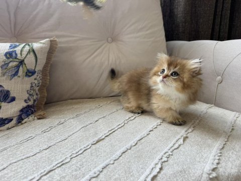 Golden british longhair erkek yavru yeni ailesini bekliyor