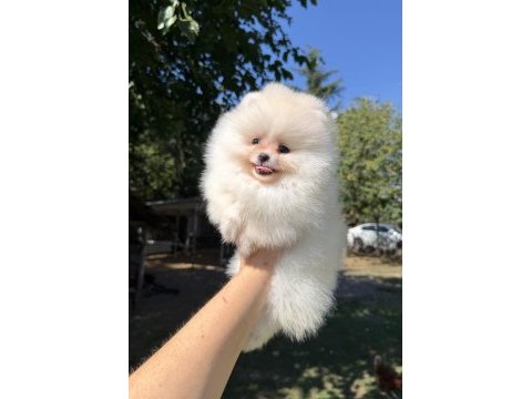 Mini boy üst düzey gülen yüz pomeranian kızımız