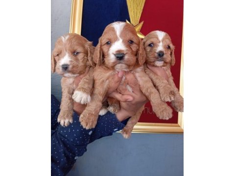Kakabo yavru köpekler