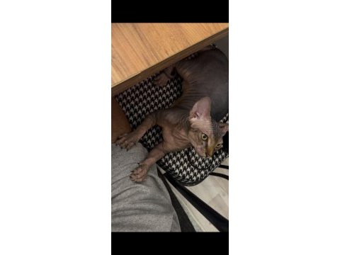 4 aylık erkek eşyalarıyla beraber sfenks