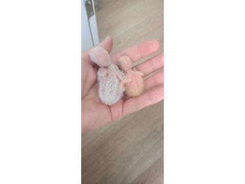 Yavru sevda papağanları