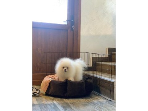 Pomeranian baby face köpeğimiz