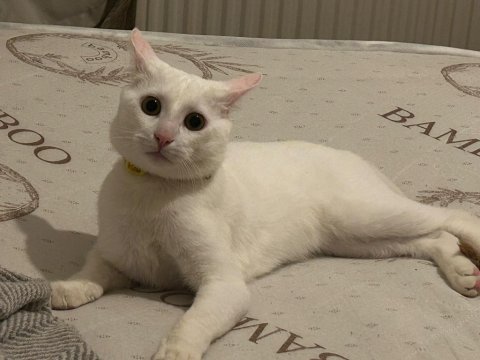 İnsan canlısı sevimli kedimiz