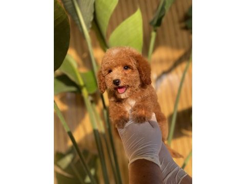 Toy poodle referans yavrular