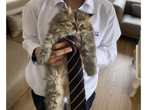 British longhair