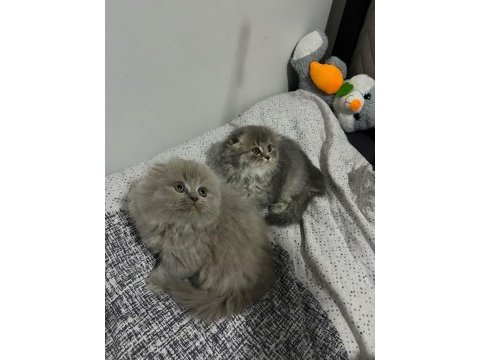 2 aylık blue point scottish fold