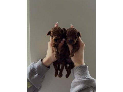 A kalite red brown toy poodle yavrular