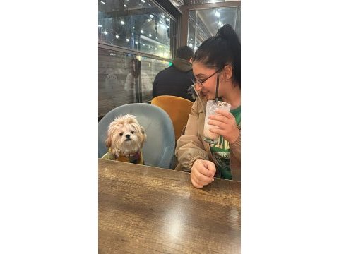 Shih tzu 2023 doğumlu yetişkin dişi