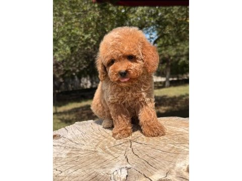 Toy poodle ev bebekleri