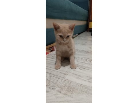 6 aylık aşıları tam erkek british shorthair