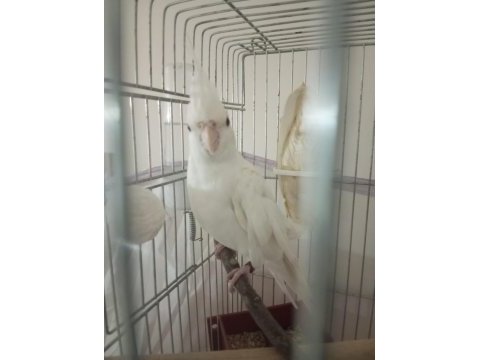 Kafesleri ile uygun iki sultan papağanı