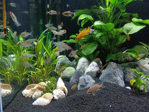 Kırmızı burun tetra