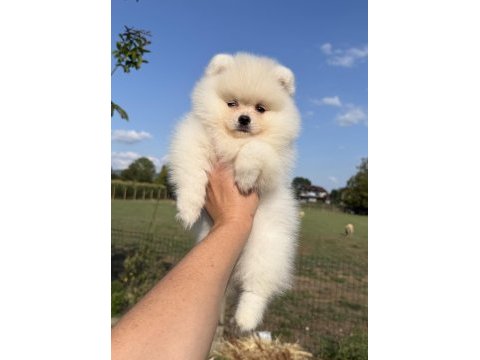 Kusursuz karbeyaz ayı surat pomeranian boo