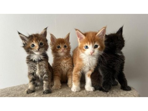 Sağlık ve ırk garantili minik maine coon devler