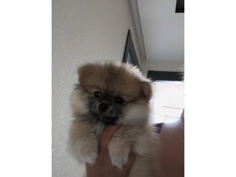 Oyuncu pomeranian boo