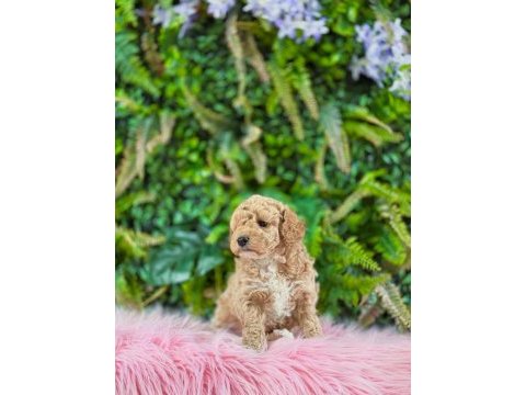 Orjinal maltipoo dişi yavrularımız