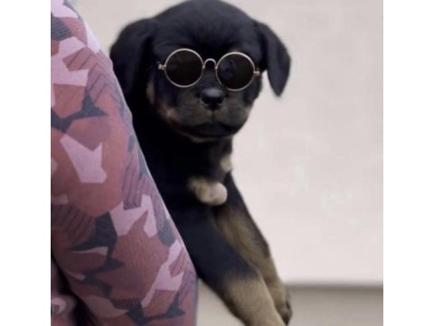 Rottweiler safkan