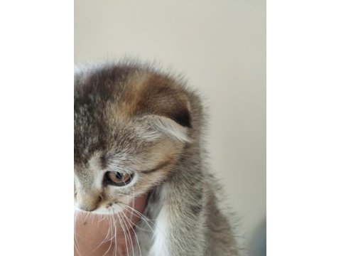 Erkek scottish fold