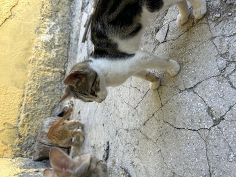 2 aylık kedilere yuva