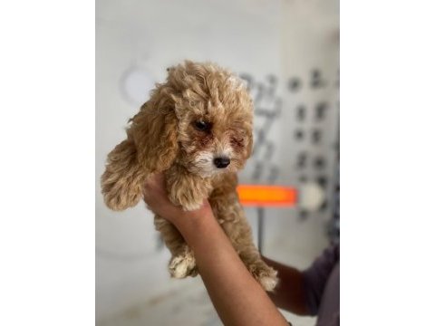 Maltipoo minik canlar orijinal ev doğumlu