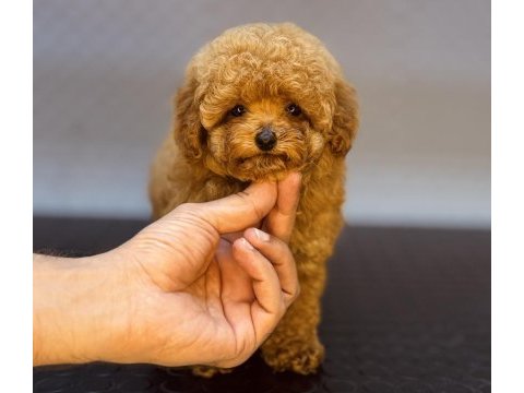 Dişi ve erkek toy garantili poodle yavrularımız