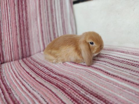 Cüce lop miniatur lop cüce tavşan çiftliği
