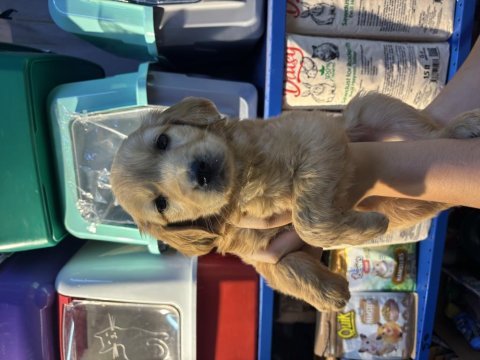 Erkek dişi golden retriever yeni yuvasını bekliyor