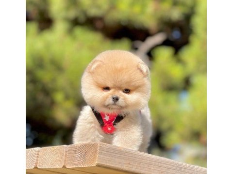 Sevimli pomeranian boo yavrularımız