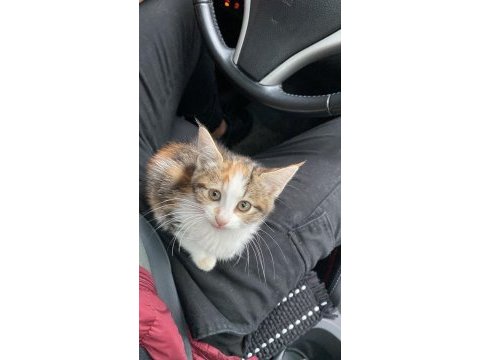 Kediye sokakta kalmaması için acil yuva