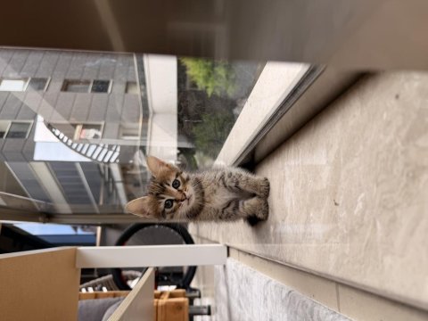 Yavru kedilerimiz yuvalarını arıyor